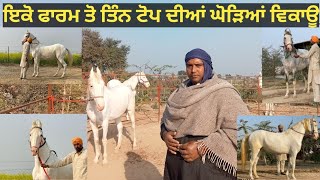 ਵੱਡੇ ਕੱਦ ਦੀਆ ਨੁੱਕਰੀਆ ਘੋੜੀਆ ਵਿਕਾਊ,, Sidhu stud farm ( waryam kerrha )