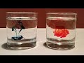 10 Amazing Experiments with Water 10 Amazing Experiments with Water