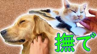 三毛猫もレトリバーも撫でられるのが好き