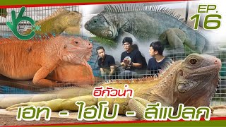 อีกัวน่าไฮโป \u0026 อีกัวน่าสีแปลก RF OK ep.16 : สีของกรีนอีกัวน่า (Hypo \u0026 Albino Iguana Special Morph)