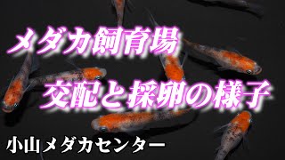 メダカ飼育場での交配と採卵の様子（2022年）