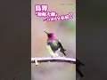 神奇的朱紅蜂鳥 鳥界「變臉大師」 一分鐘變9張臉？ birds reels animals 朱紅蜂鳥 當代中國