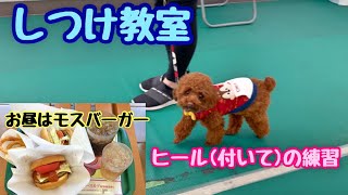 しつけ教室教室で頑張る愛犬が可愛い♡♡【トイプードルのサラ】