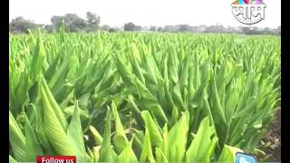 Vitthal Chalak s Turmeric farming success story