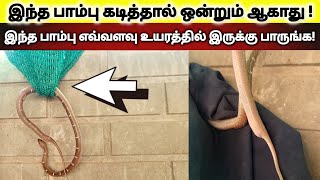 இது சுவர் ஏறும் பாம்பு | ஆனால் இந்த பாம்பை பார்த்து பயப்படத் தேவையில்லை | ஏனென்றால்? | Snake_Saga