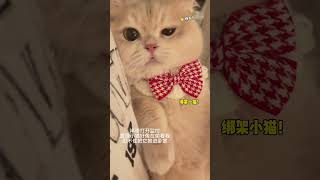 【#薄荷猫猫甜不甜】半夜睡醒发现被小猫监视了! #我和我的猫 #仙女猫 #治愈猫咪