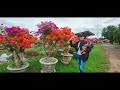 casa batik the house of rare bougainvillea in gapan city nueva ecija philippines.