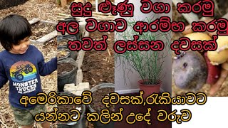 # day තවත්  ලස්සන දවසක්. මම  උදේට,  වැඩට යන්න පෙර කරන,  දේවල් සුදු ළූණු අල  වගාව  ආරම්භ  කරමු