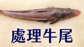 【海洋主廚愛爾文魚類處理】如何處理牛尾？｜How to deal with Flatheads?