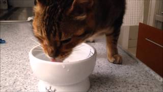 お湯飲む猫（ロングバージョン）