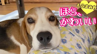 辛い姿勢でもかわいさで魅せる憎い犬【ビーグルさつきと親バカ飼い主】