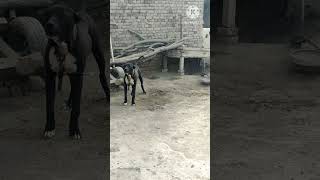 BLACK AND WHITE DOG/\\ VERY DANGEROUS DOGS/ BHT KHATARNAK KUTTAY/