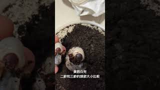 二齡三齡的幼蟲頭部大小比較（美西白兜）