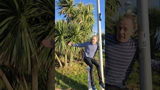 Edible Torbay Palm 🌴 #subtropical #adventure #explore #gardening #ediblegarden #palm #garden #coast