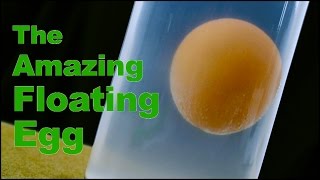 Cool Science Experiment #8 (The Amazing Floating Egg)