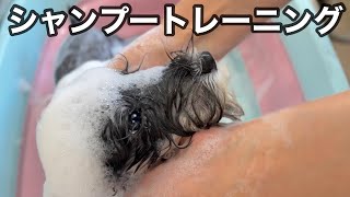 看板犬のミニチュアシュナウザーのシャンプー猛特訓！（ラスティちゃん）