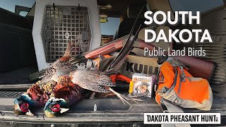 South Dakota Pheasant Hunting: Quick Hunt, Lasting Memories