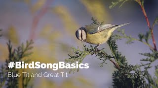 #BirdSongBasics - Blue Tit and Great Tit