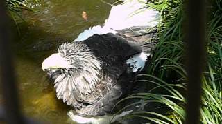 Steller's sea eagle. Bathing.オオワシの水浴び。