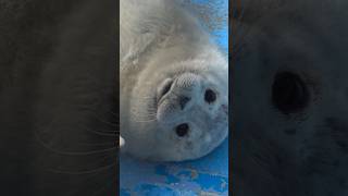 天使すぎる赤ちゃんあざらし　にこちゃん #アザラシ #あざらし #seal