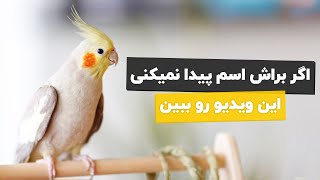 صدتا  پیشنهاد اسم طوطی🐦 که خیلی جذابن