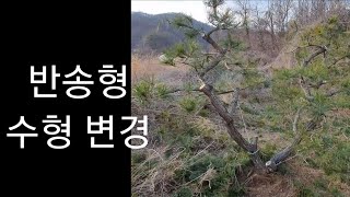 조형소나무전지전정방법2019편(반송형 수형변경)johyeong pine tree