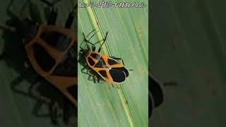 ヒメジュウジナガカメムシ！、【ある風景】 #未来遺産 #昆虫 #ダボさんtv #insects #そこにある自然 #いきもの #カメムシ#ヒメジュウジナガカメムシ