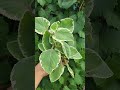 what do you use cuban oregano for i need ideas garden gardeningtips herbs plants homegrown