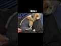 どんなに寝ててもお迎えに行くメイ dog shihtzu シーズー 犬のいる暮らし