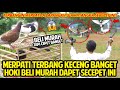 GAK NYANGKA MERPATI AKU TERBANGNYA CEPET BANGET! PERTAMAKALI BALAPIN MERPATI! BELI MURAH TAPI HOKI?!