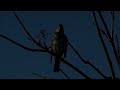 dusky thrush turdus eunomus feeding on the ground and perching from january to march 2024