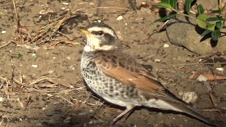 Dusky Thrush ( Turdus eunomus ) Feeding on the ground and Perching from January to March 2024