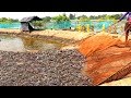 Vannamei Culture In Freshwater || Shrimp Pond Construction In India