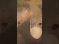 Octopus#eggs#hatching#paralarvae#wetlaboratory#trending#viral#ytshortsvideo