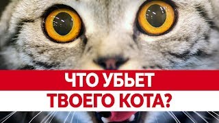 Вредная ЕДА ДЛЯ КОШЕК. Чем кормить кошку? Что нельзя кошкам?