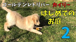 はじめてのお庭 2　～ゴールデンレトリバー赤ちゃんカイリー～