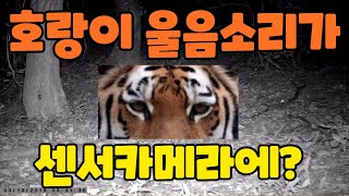 호랑이소리가 센서카메라에?