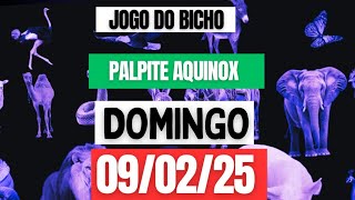 Palpit*para o dia 09/02/25 *JOG*DO BICH*de hoje*Palpit JB☆