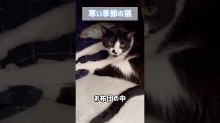 夏と冬どっち派？冬が寒くって本当によかった #猫　 #shorts