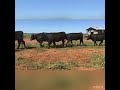 elwin family trust angus heifers