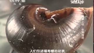 20141125 走近科学  入侵者——餐桌上的“生物海盗”