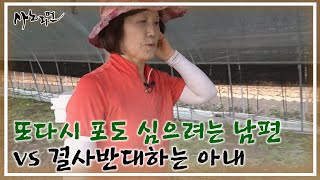 ♨분노 폭발♨ 또다시 포도 심으려는 남편 vs 결사반대하는 아내 MBN 240901 방송