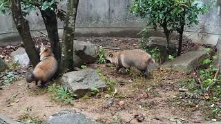 とくしま動物園に行って来た☺たぬきのもみじとどんぐり