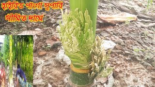 অরিজিনাল হাইব্রিড পাংগা সুপারি গাছ সীমিত দামে সারাদেশে কুরিয়ারে সরবরাহ করা হচ্ছে - ০১৯৪৯৮৮০০০৭