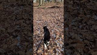 Walk 12.13.24 | A Walk With Camina XXIX | Hills \u0026 Dales #cat #nature #hiking