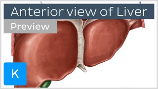 Anterior view of the liver (preview) - Human Anatomy | Kenhub