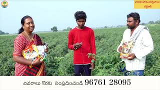 విల్ట్ లేదు,దిగుబడి పెరిగింది|SOLIO|JAINT|ORGANIC FERTILIZER|TRIBONIX COMPANY|