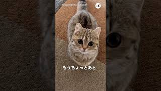 【まだぁ？】ごはんが待ちきれないニャンコさん｜PECO #猫の鳴き声 #meowing