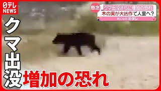 【クマの出没相次ぐ】エサの「ブナの実」が\