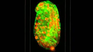 New Microscope Peers at Subcellular Gears in Action